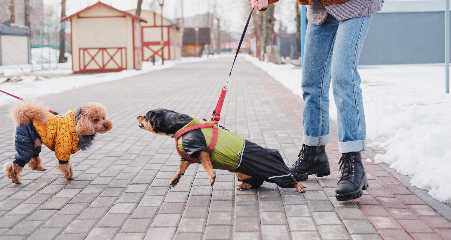 Quiet Please: Effective Strategies to Curb Your Dog's Barking