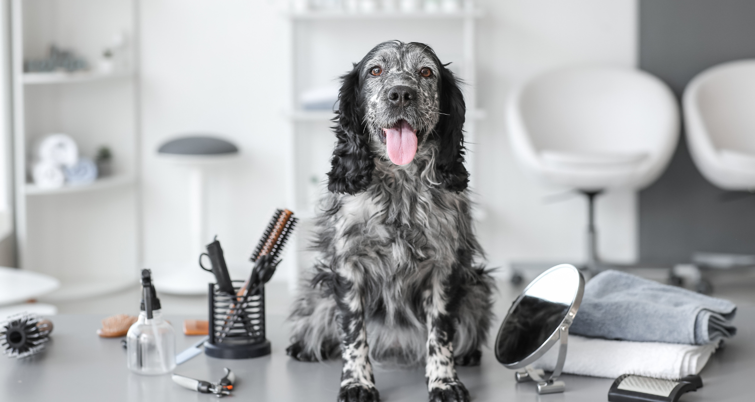 Unleash the Fluff: Top Grooming Tips for Your Pup