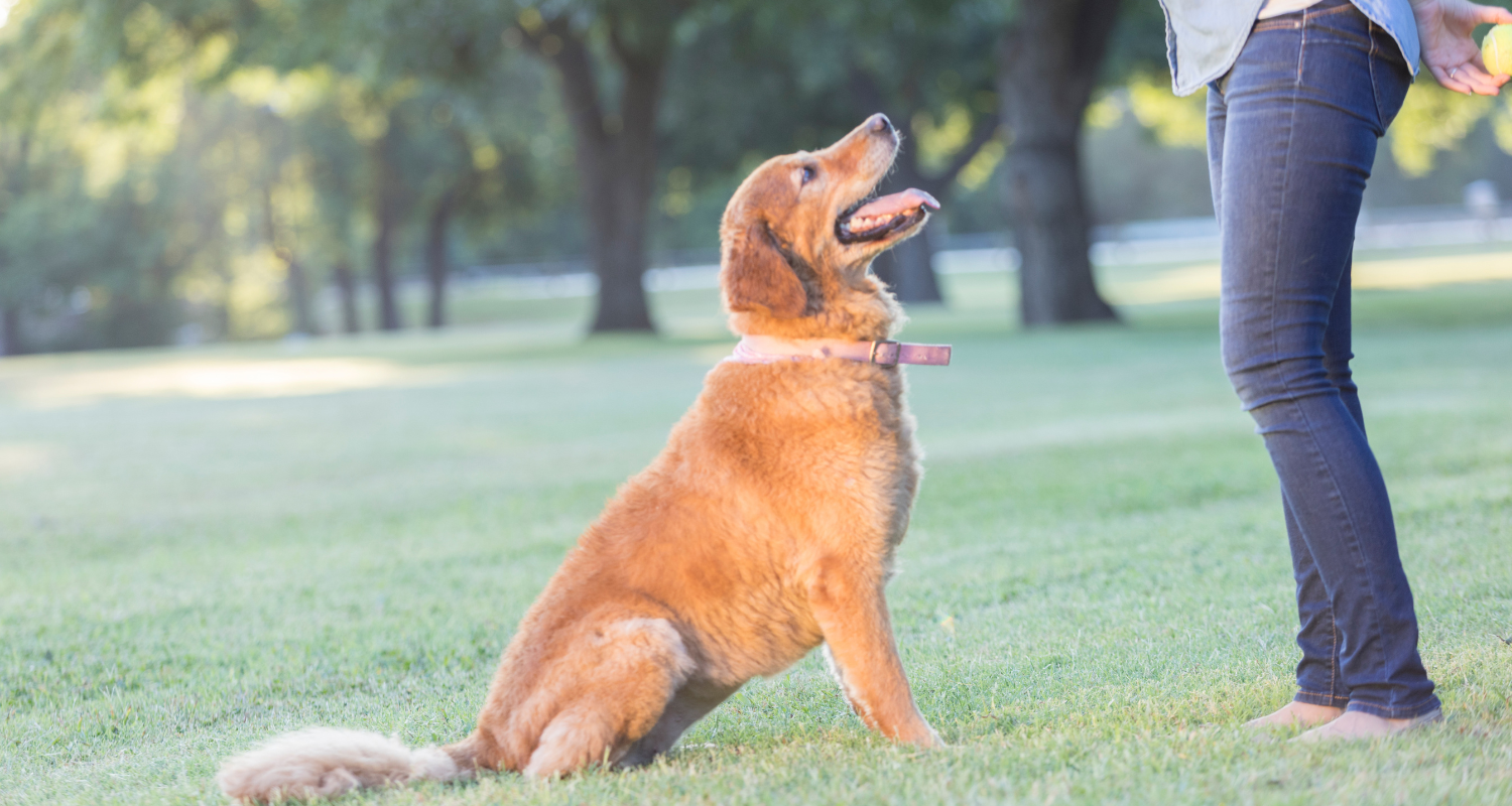 Mastering Recall: Effective Tips and Tricks to Train Your Dog