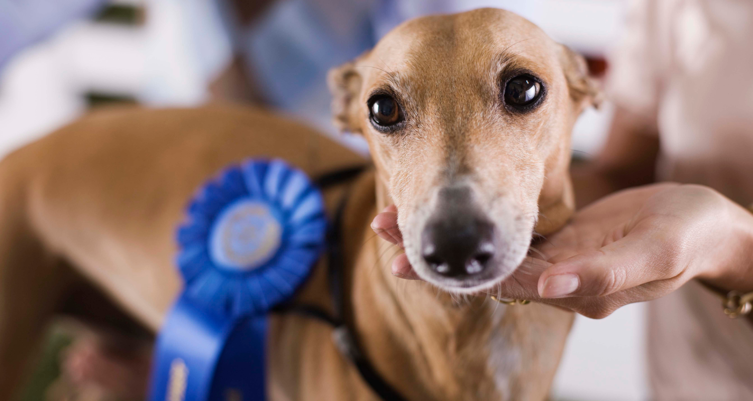 The Ultimate Guide: Top 5 Dog Shows to Attend in New Zealand