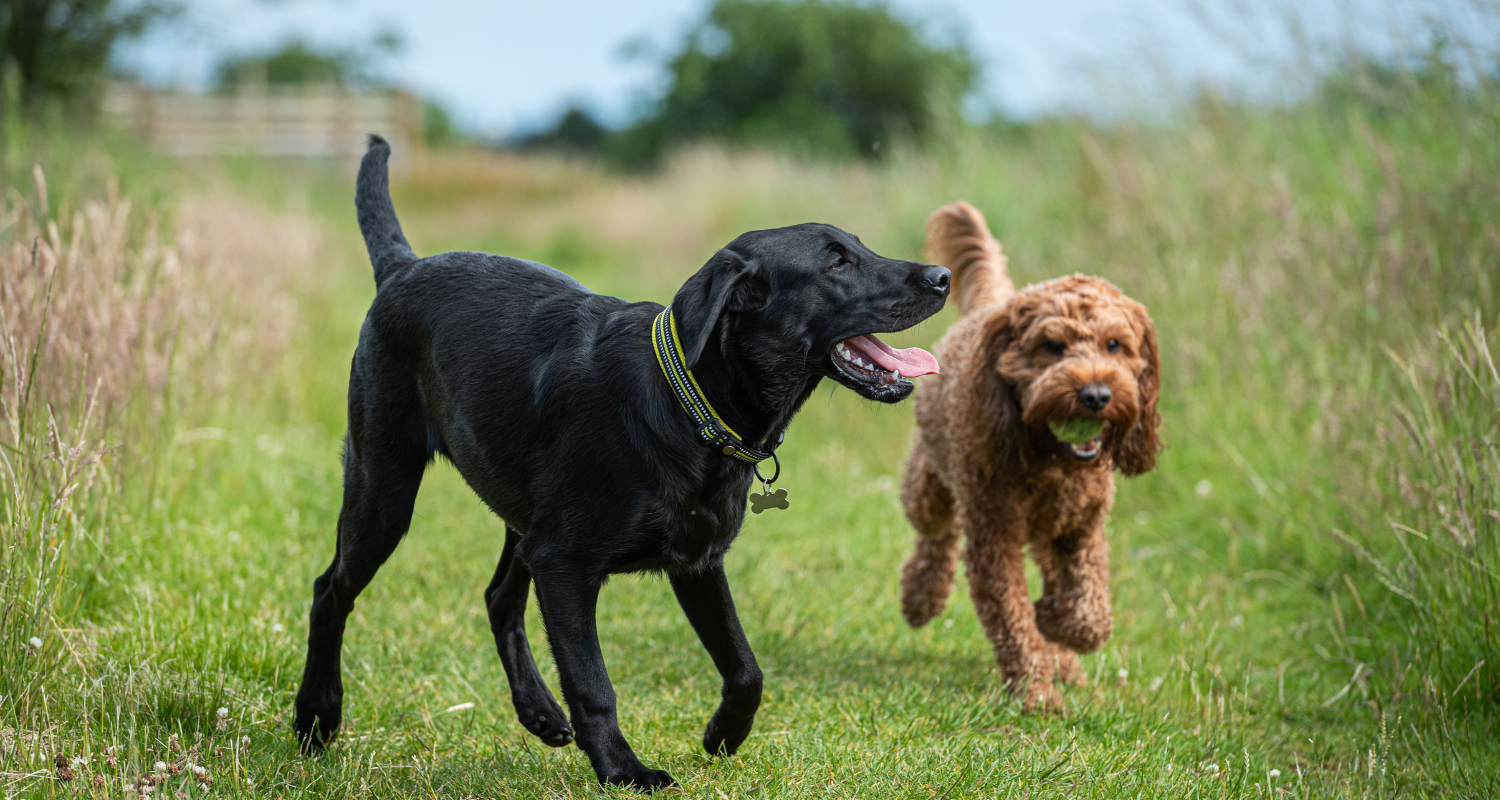 Cultivating Canine Social Skills: How to Make Your Dog Better Behaved Around Other Dogs