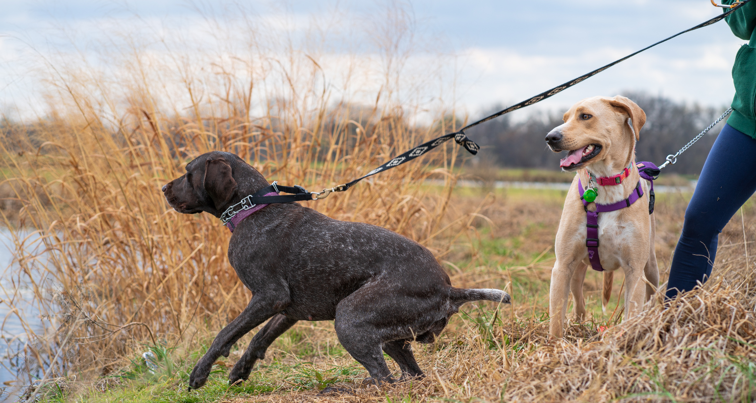 Mastering the Leash: A Comprehensive Guide to Leash Training Your Dog