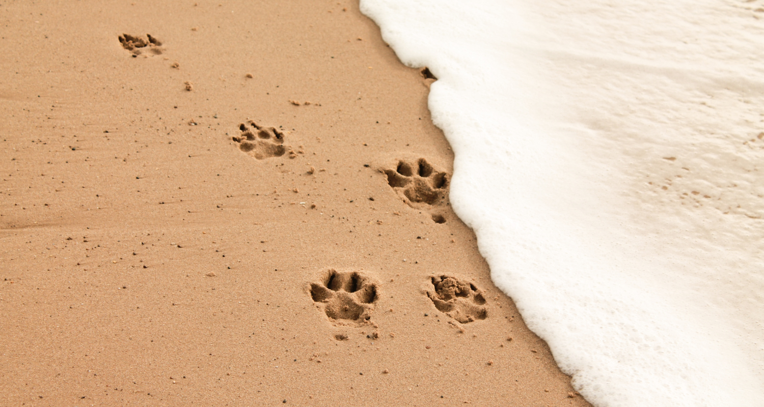 Sandy Paws and Wagging Tails: Top 10 Dog-Friendly Beaches in New Zealand