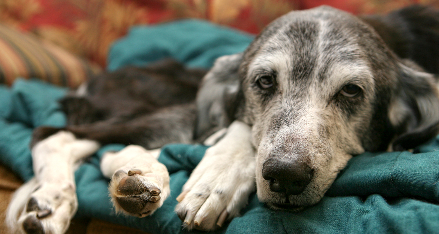 Senior Dog Care: Nurturing Your Aging Companion