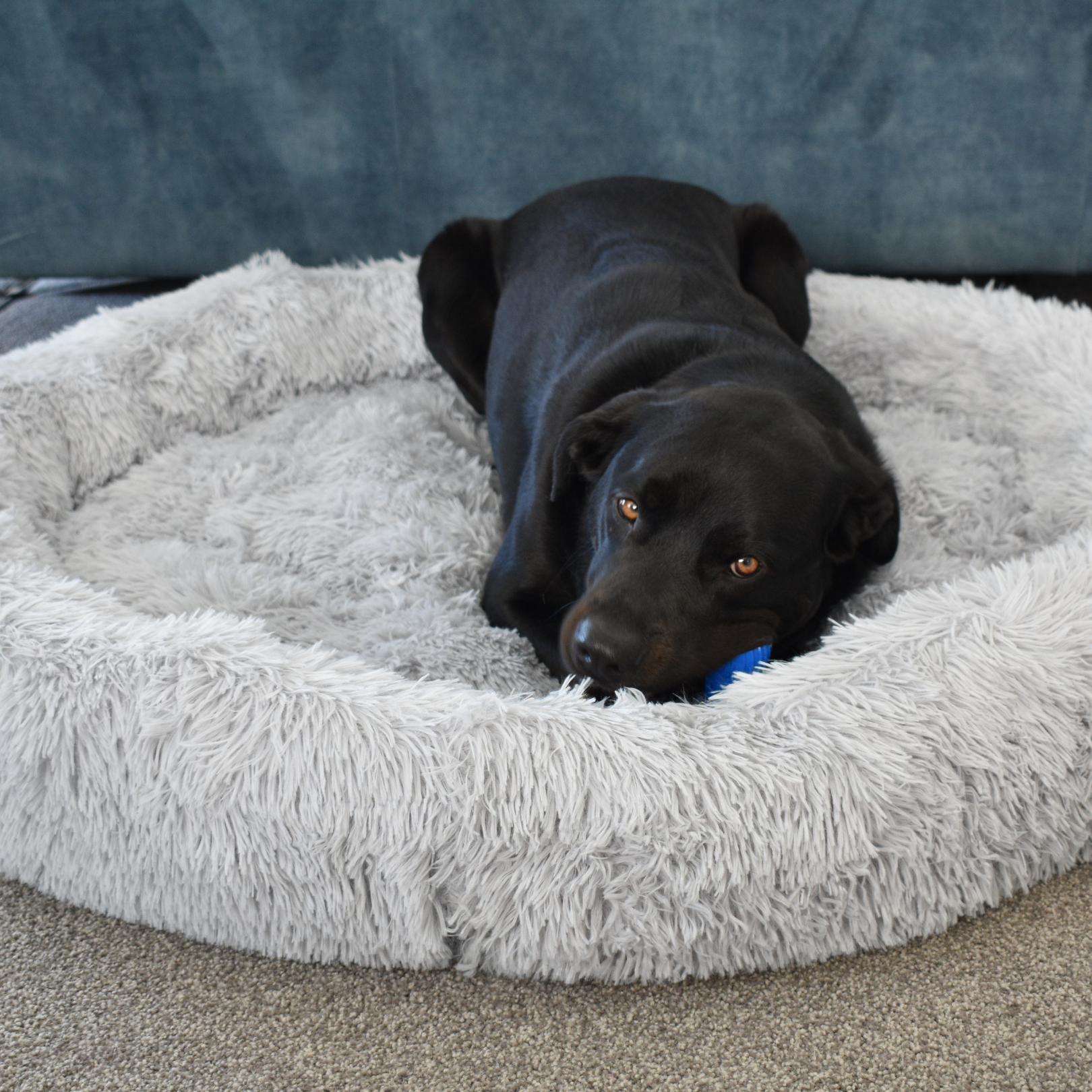 Calming Doughnut Bed