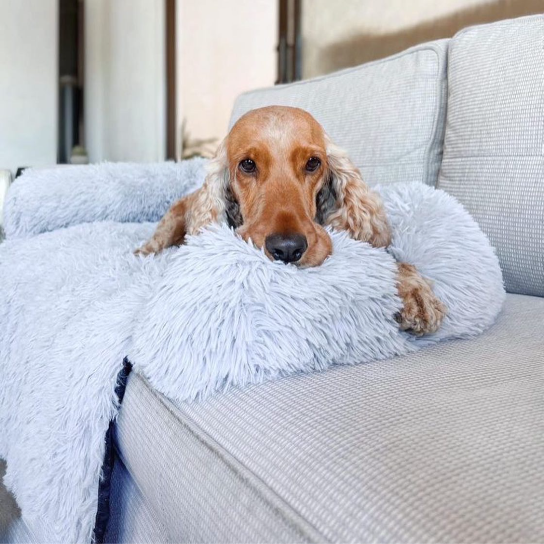 Blue best sale dog couch