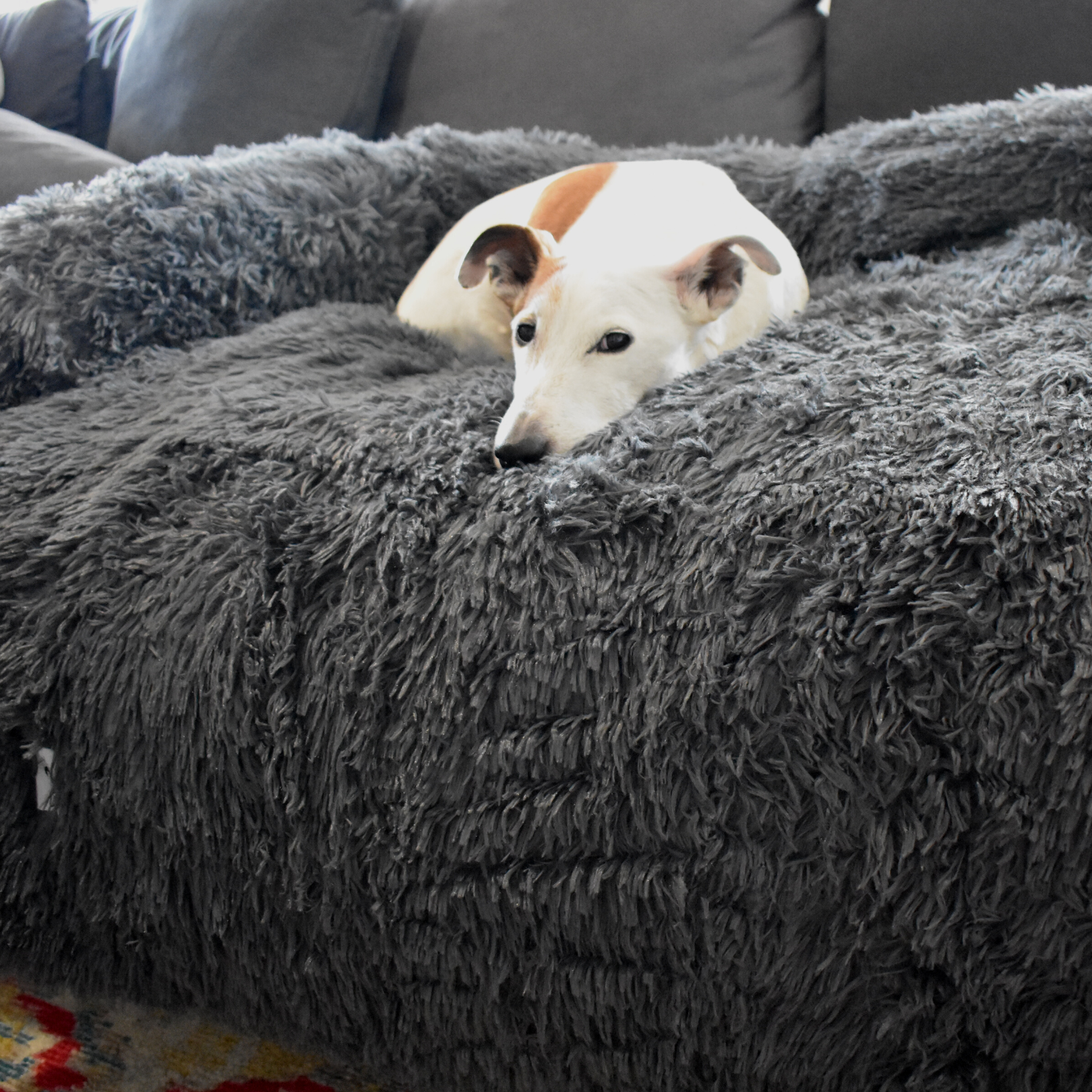 Calming Couch Bed