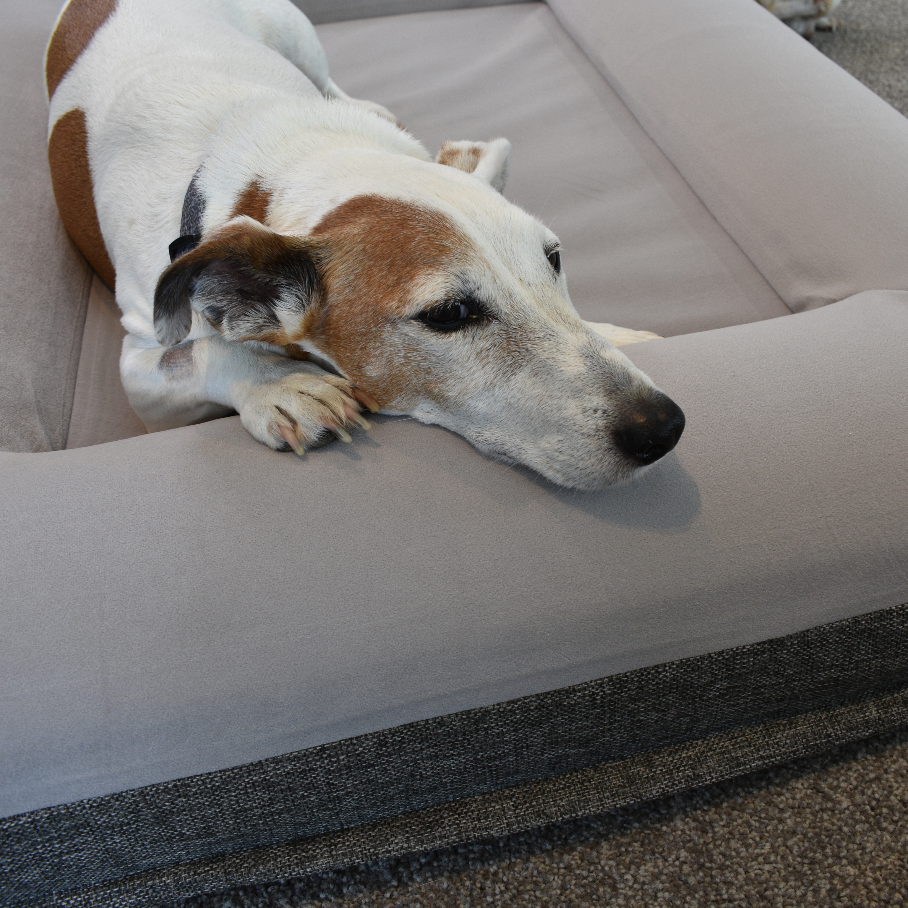 Casper dog hot sale bed large